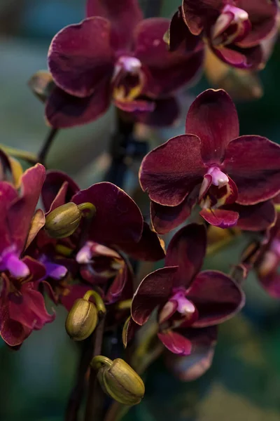 Много Бордовых Орхидей Цветение Орхидеи Фаленопсис Мбаппе Приглашений Свадьбу Садоводства — стоковое фото