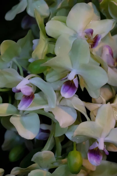 Многие Белые Орхидеи Цветение Орхидеи Фаленопсис Мбаппе Приглашений Свадьбу Садоводства — стоковое фото