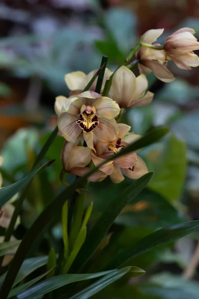 Экзотическая Орхидея Светлого Цвета Кофе Цветение Орхидеи Фаленопсис Мбаппе Приглашений — стоковое фото