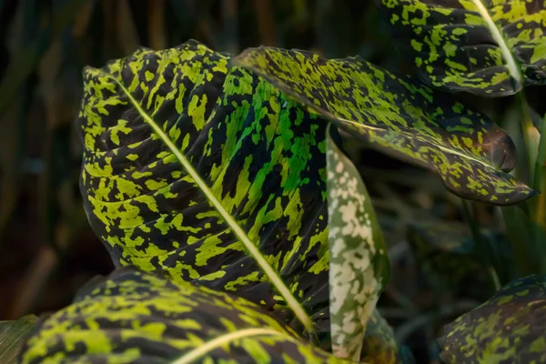 Ljusgröna Spräckliga Tropiska Blad Tropiska Växter Löv Struktur Närbild — Stockfoto