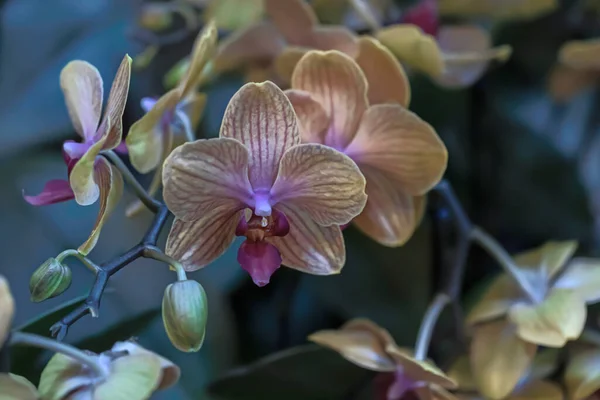 Многие Сливочно Розовые Орхидеи Цветение Орхидеи Фаленопсис Мбаппе Приглашений Свадьбу — стоковое фото