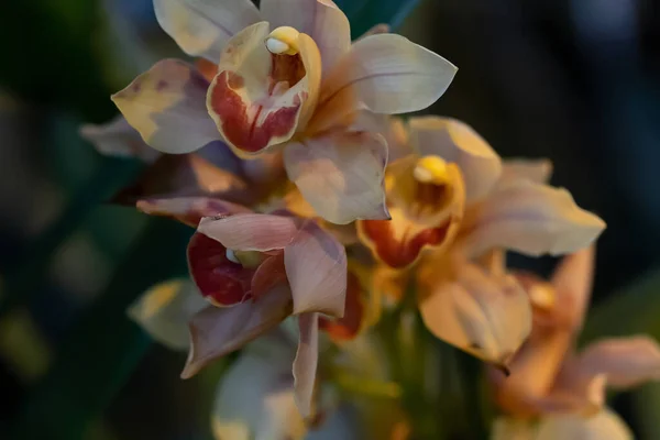 Beaucoup Orchidées Roses Crème Phalaenopsis Fleur Orchidée Belle Pour Les — Photo