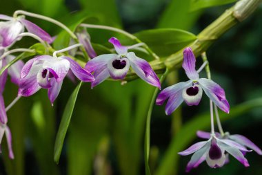 Pembe orkideler ve koyu pembe orkideler. Phalaenopsis orkidesi çiçek açar. Bahçe işleri dergileri, reklamlar ve diğer büyük fikirler ve kavramlar için çok güzel.
