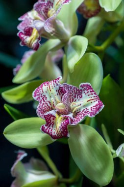 Orjinal orkide çiçekleri. Phalaenopsis orkidesi çiçek açar. Bahçe işleri dergileri, reklamlar ve diğer büyük fikirler ve kavramlar için çok güzel.