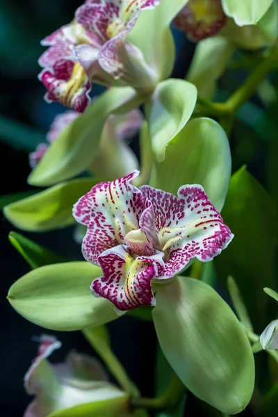 Oryginalne Kwiaty Storczyka Rozkwit Orchidei Falaenopsis Piękne Dla Magazynów Ogrodniczych — Zdjęcie stockowe