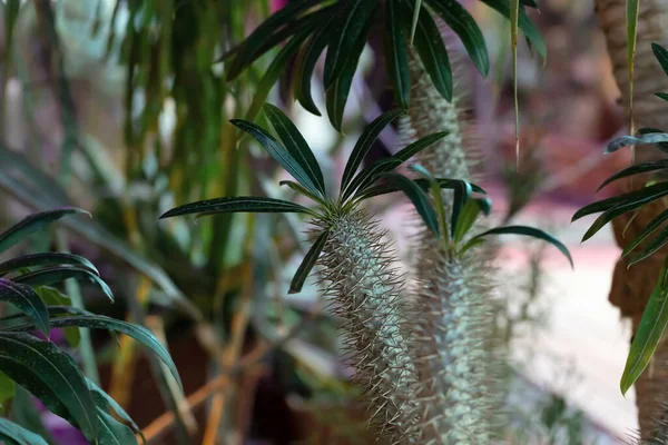 Antecedentes Cactus Tropicales Amante Los Cactus Plantas Suculentas — Foto de Stock