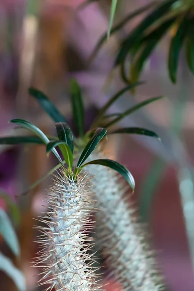 Fond Cactus Tropical Amoureux Des Cactus Plantes Succulentes — Photo