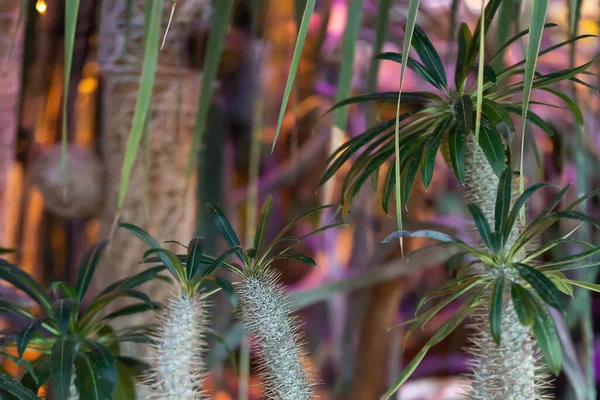 Antecedentes Cactus Tropicales Amante Los Cactus Plantas Suculentas — Foto de Stock