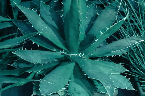 热带仙人掌背景 Cacti情人糖类植物 — 图库照片