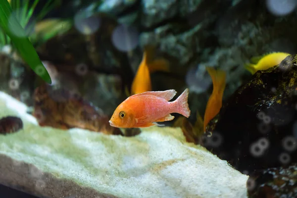 Pequenos Peixes Dourados Aquário Fundo Algas Close Vida Subaquática Incrível — Fotografia de Stock