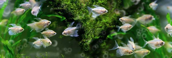 Pequeno Peixe Translúcido Aquário Fundo Algas Verdes Foco Seletivo Formato — Fotografia de Stock