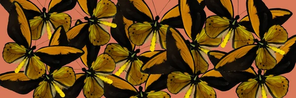 Pillangók Elvont Háttere Kombinációja Sárga Rózsaszín Színek Nyári Koncepció — Stock Fotó