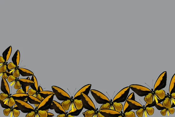 Fondo Abstracto Las Mariposas Combinación Colores Amarillo Gris Concepto Verano — Foto de Stock