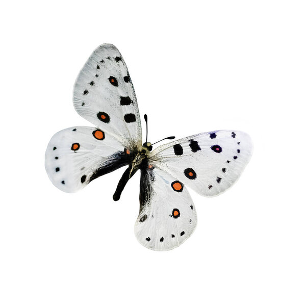 White butterfly with black and orange dots isolated on a white background with outstretched wings. A type of flying insects that personify summer and the beauty of nature.