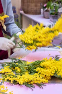 Bahar tatili için çiçek satışı. Parlak sarı mimoza buketleri. Flower 'ın işi. Hayat tarzı çiçek dükkanı.