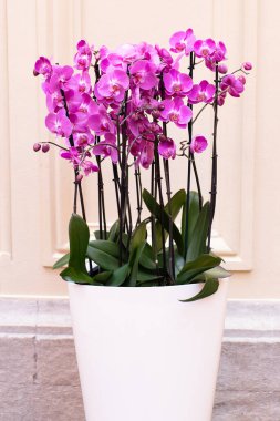 Bir grup pembe orkide, arka planda beyaz bir tencerede, model olarak kullanılmak için uygun. Dikey biçim