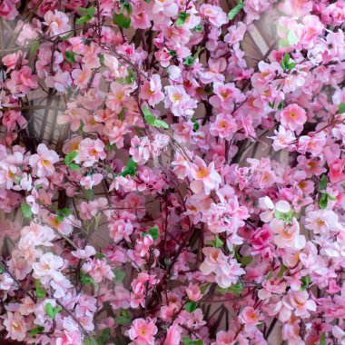 Pembe kiraz çiçeklerinin ya da sakura çiçeklerinin bulanık arkaplanı. Yumuşak odaklanma. Kopya alanı olan bahar çiçeği arkaplanı