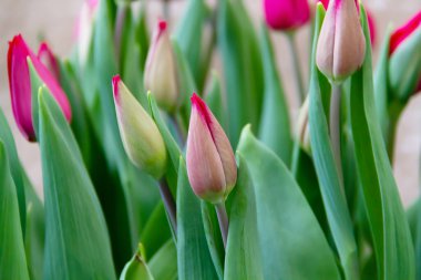 Taze yeşil yaprakların arka planında lale tomurcukları. Arkaplan, tebrik kartı, ekran koruyucu, poster için kullanılabilir