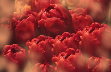 Koyu kırmızı lale tomurcukları, yakın plan, seçici odaklanma. Arkaplan, tebrik kartı, ekran koruyucu, poster için kullanılabilir