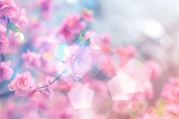 ピンクりんごの花で 抽象的な背景を滲ませます グレアとボケで表現 春の花の背景とともにコピースペース — ストック写真