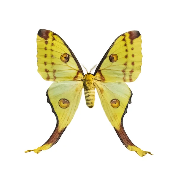 Butterfly Yellow Color Black Edging Isolate White Background Outstretched Wings — Stock Photo, Image