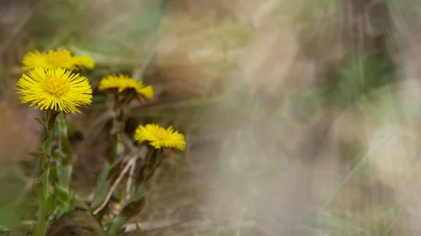 Early Spring Flowers Coltsfoot Yellow Medical Flower Blurred Background Bokeh — Stock Photo, Image