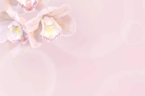 招待状 天然化粧品 香水のための豪華な蘭の花 テキストのスペース — ストック写真