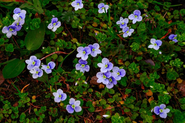 Grama Com Pequenas Flores Floresta Azul Veronica Flores Fundo Cores — Fotografia de Stock