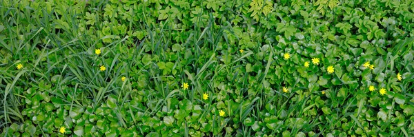 新鮮なジューシーな緑の芝生の草原 夏の春の自然の風景 はがき バナー ポスターの緑の風景背景 — ストック写真