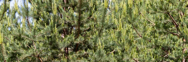 Dettaglio Della Foglia Pino Verde Luce Texture Conifere Verde — Foto Stock