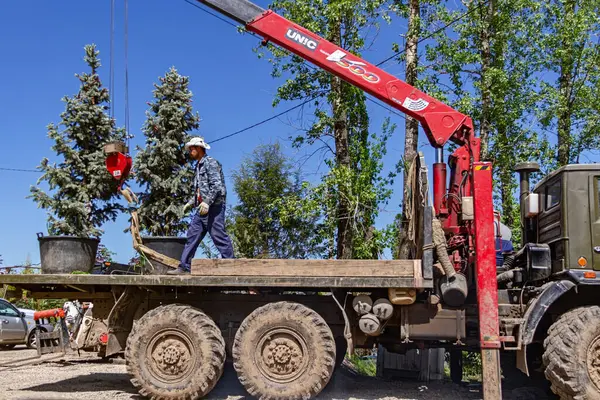 Regione Mosca Russia Giugno 2021 Lavoratori Caricano Piccole Conifere Camion — Foto Stock