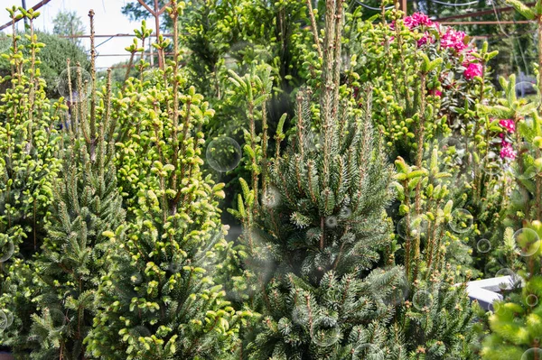 Venta Plántulas Jóvenes Centro Del Jardín Muchos Los Pequeños Árboles — Foto de Stock