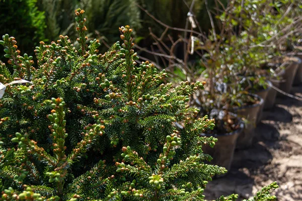 Venta Plántulas Jóvenes Centro Del Jardín Coníferas Hoja Perenne Para — Foto de Stock