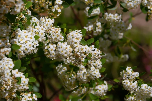 Mnoho Malých Bílých Květin Keřích Letní Zahradě Thunberg Spirea Slunečném — Stock fotografie