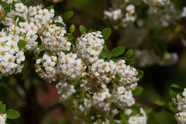 Veel Kleine Witte Bloemen Struiken Zomertuin Thunberg Spirea Zonnige Lentedag — Stockfoto