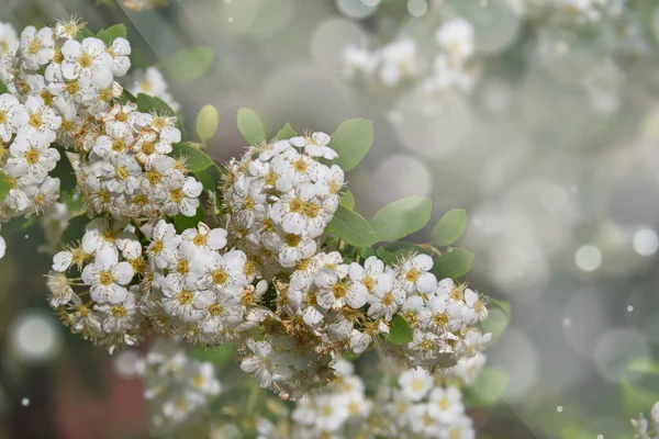 Mnoho Malých Bílých Květin Keřích Letní Zahradě Thunberg Spirea Slunečném — Stock fotografie
