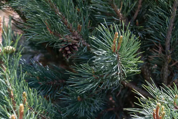 Fluffy Träd Grenar Konsistens Bakgrund För Jul Kort — Stockfoto