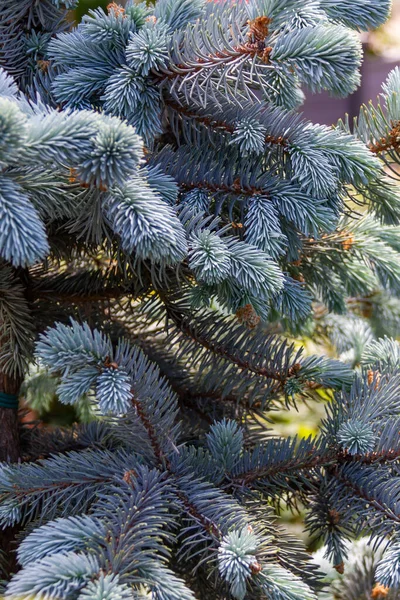 가문비나무 가지에 기대어 크리스마스 트리의 바늘에서 배경으로 침엽수를 비유적으로 — 스톡 사진