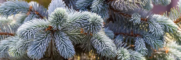 青いトウヒの枝のクローズアップ クリスマスツリーのふわふわの針からの背景 デザインのためのコピースペースとバナー形式 — ストック写真