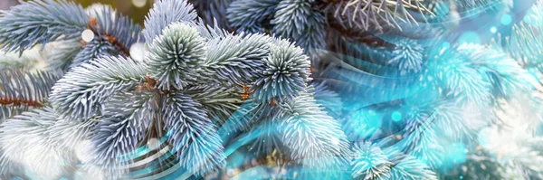 Nahaufnahme Von Blaufichten Ästen Hintergrund Sind Flauschige Nadeln Weihnachtsbaum Bannerformat — Stockfoto