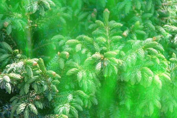 Pluizige Boom Takken Textuur Achtergrond Voor Kerstkaart — Stockfoto