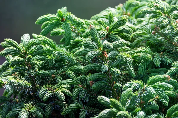 Pluizige Boom Takken Textuur Achtergrond Voor Kerstkaart — Stockfoto