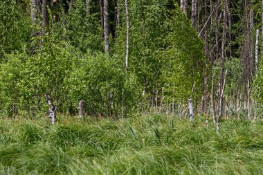 Bahar ağaçları ve yaprak döken ormanlarda yaprak döken yeşil yapraklar ılık güneşli bir günde bakmak için. Mevsimlik manzara