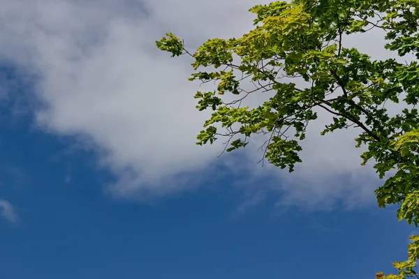 Maple Grenar Med Gröna Blad Blå Himmel Och Ljus Sol — Stockfoto