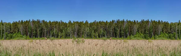 Mixed forest trees panorama. A forest of pine, spruce, oak and birch against a summer blue sky. Seasonal landscape.