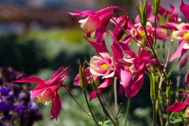 Güzel bir bahar çiçeğinin yakın plan görüntüsü Aquilegia vulgaris kırmızı çiçeği Columbine olarak da bilinir ya da büyükannenin şapkası
