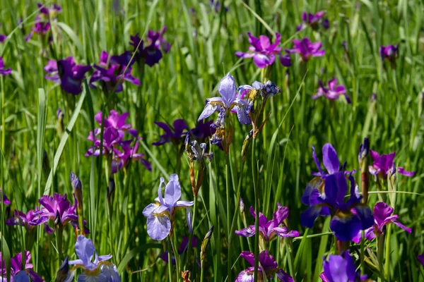 Fundo Floral Íris Cores Diferentes Jardim — Fotografia de Stock