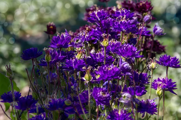 Nigella Damascena Yaz Başında Çiçek Açan Küçük Yeşil Çalılıklarda Mavi — Stok fotoğraf