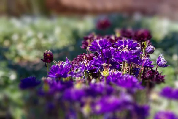 Nigella Damascena Yaz Başında Çiçek Açan Küçük Yeşil Çalılıklarda Mavi — Stok fotoğraf