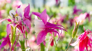 Güzel bir bahar çiçeğinin yakın plan görüntüsü Aquilegia vulgaris kırmızı çiçeği Columbine olarak da bilinir ya da büyükannenin şapkası